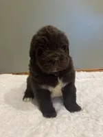Bowser, a male Newfoundland for sale in Forest, OH – 3 of 4