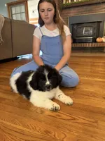 Alfie, a male Newfoundland for sale in Forest, OH – 1 of 5