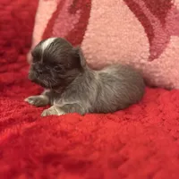 Snickers, a female Shih Tzu for sale in Forest, OH – Photo 3 of 4