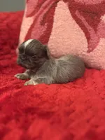 Snickers, a female Shih Tzu for sale in Forest, OH – Photo 3 of 4