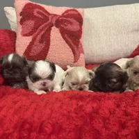 Snickers, a female Shih Tzu for sale in Forest, OH – Photo 4 of 4