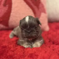 Snickers, a female Shih Tzu for sale in Forest, OH – Photo 1 of 4