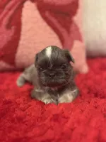 Snickers, a female Shih Tzu for sale in Forest, OH – Photo 1 of 4