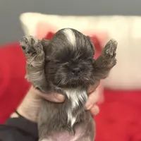 Snickers, a female Shih Tzu for sale in Forest, OH – Photo 2 of 4