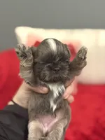 Snickers, a female Shih Tzu for sale in Forest, OH – Photo 2 of 4