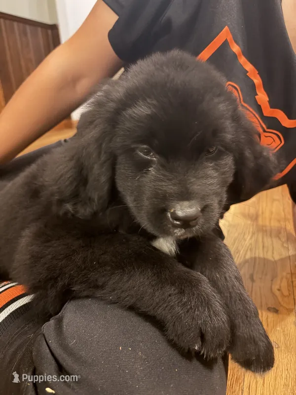 Dutton, a female Newfoundland for sale in Forest, OH – 1 of 2