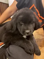 Dutton, a female Newfoundland for sale in Forest, OH – 1 of 2