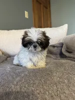 Elsie, a female Shih Tzu for sale in Forest, OH – 2 of 2