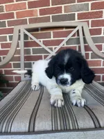 Lainey, a female Newfoundland for sale in Forest, OH – 2 of 3