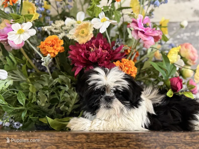 Lucy, a female Shih Tzu for sale in Forest, OH – Photo 1 of 1