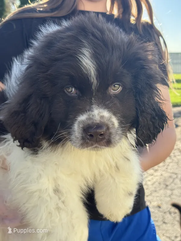 Bowser, a male Newfoundland for sale in Forest, OH – 1 of 5