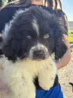 Bowser, a male Newfoundland for sale in Forest, OH – 1 of 5