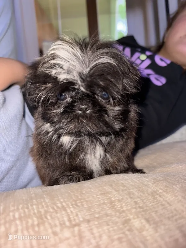Daisy – Shih Tzu puppy for sale in Forest, OH