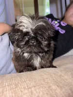 Daisy, a male Shih Tzu for sale in Forest, OH – 1 of 2