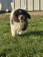 Bowser, a male Newfoundland for sale in Forest, OH – 2 of 5