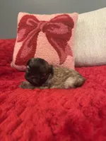 Beanie, a female Shih Tzu for sale in Forest, OH – Photo 5 of 6