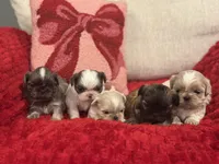 Beanie, a female Shih Tzu for sale in Forest, OH – Photo 3 of 6