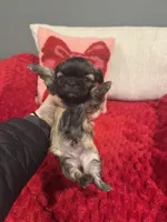 Beanie, a female Shih Tzu for sale in Forest, OH – Photo 4 of 6