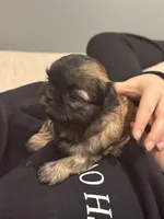 Beanie, a female Shih Tzu for sale in Forest, OH – Photo 1 of 6