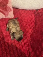 Beanie, a female Shih Tzu for sale in Forest, OH – Photo 6 of 6