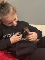 Beanie, a female Shih Tzu for sale in Forest, OH – Photo 2 of 6