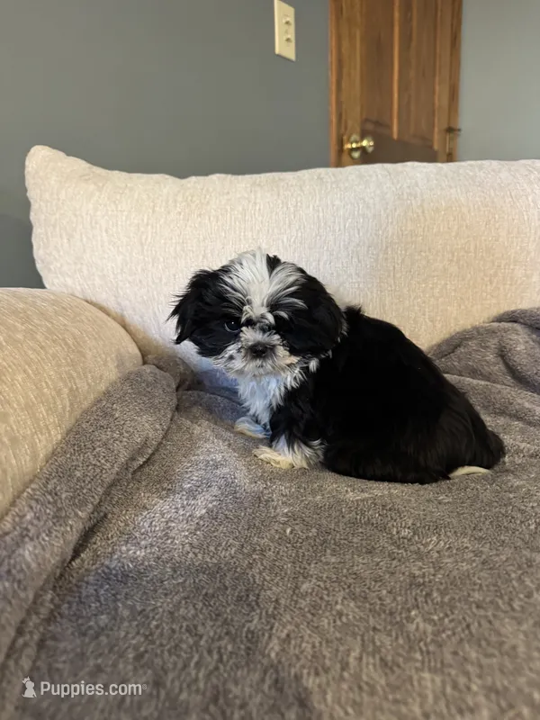 Lucy – Shih Tzu puppy for sale in Forest, OH