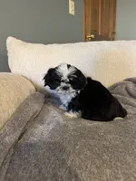Lucy, a female Shih Tzu for sale in Forest, OH – 1 of 1