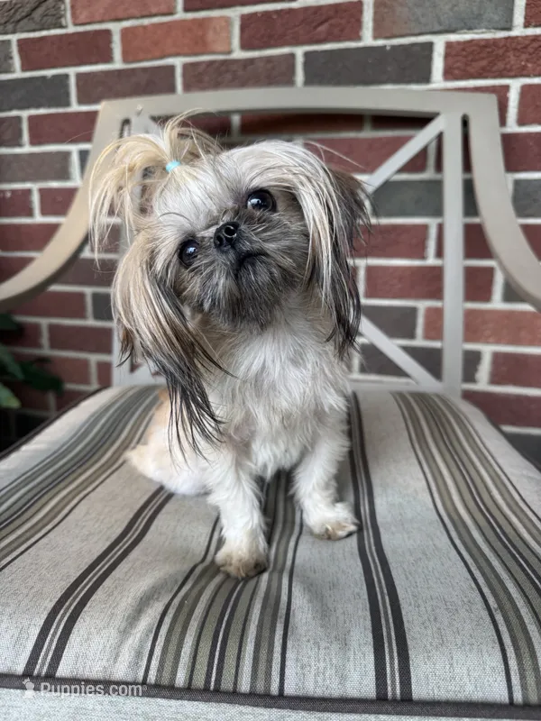 Zuzu - TINY, a female Shih Tzu for sale in Forest, OH – 1 of 3