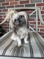 Zuzu - TINY, a female Shih Tzu for sale in Forest, OH – 1 of 3