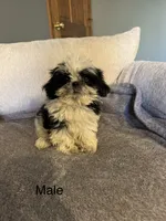 Olaf, a male Shih Tzu for sale in Forest, OH – 3 of 3