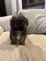 Leo, a male Shih Tzu for sale in Forest, OH – 3 of 3