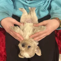 Leo, a male Shih Tzu for sale in Forest, OH – Photo 5 of 5