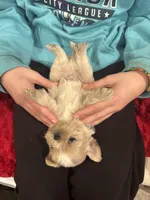 Leo, a male Shih Tzu for sale in Forest, OH – Photo 5 of 5