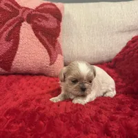 Leo, a male Shih Tzu for sale in Forest, OH – Photo 1 of 5