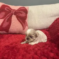 Leo, a male Shih Tzu for sale in Forest, OH – Photo 3 of 5