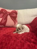 Leo, a male Shih Tzu for sale in Forest, OH – Photo 3 of 5