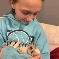 Leo, a male Shih Tzu for sale in Forest, OH – Photo 4 of 5