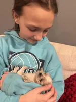 Leo, a male Shih Tzu for sale in Forest, OH – Photo 4 of 5