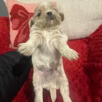 Leo, a male Shih Tzu for sale in Forest, OH – Photo 2 of 5