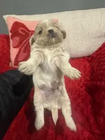 Leo, a male Shih Tzu for sale in Forest, OH – Photo 2 of 5