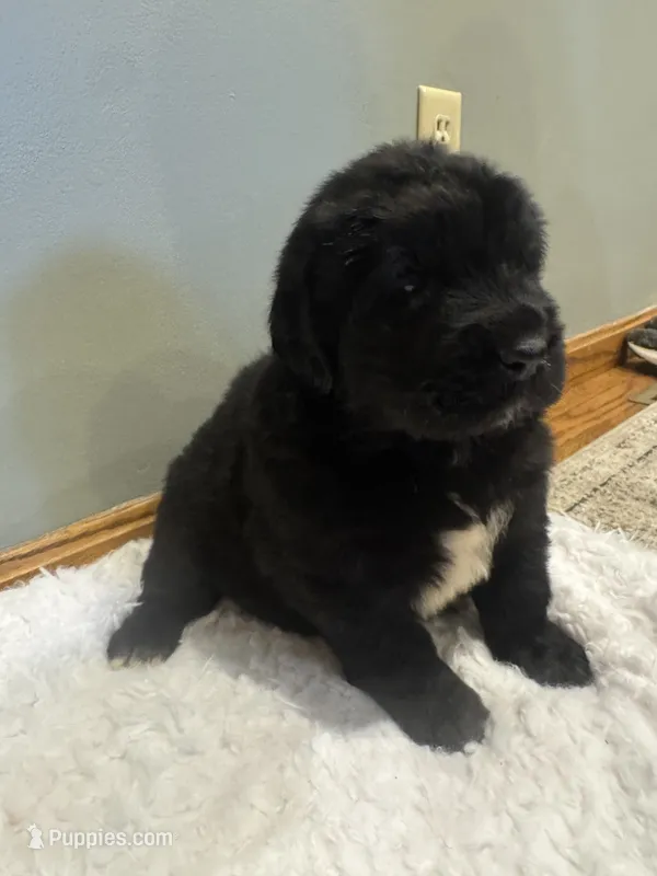 Lake – Newfoundland puppy for sale in Forest, OH
