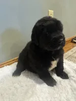 Lake, a female Newfoundland for sale in Forest, OH – 1 of 3