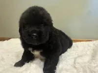 Luke, a male Newfoundland for sale in Forest, OH – 3 of 5