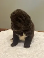 Bowser, a male Newfoundland for sale in Forest, OH – 2 of 4