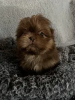 Leo, a male Shih Tzu for sale in Forest, OH – Photo 2 of 2