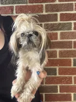 Zuzu - TINY, a female Shih Tzu for sale in Forest, OH – 2 of 3