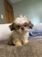 Bingo, a male Shih Tzu for sale in Forest, OH – 2 of 2