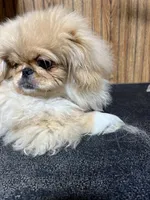 MeiLing, a female Pekingese for sale in Forest, OH – Photo 1 of 2