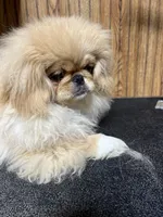 MeiLing, a female Pekingese for sale in Forest, OH – Photo 2 of 2