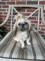 Zuzu - TINY, a female Shih Tzu for sale in Forest, OH – 3 of 3